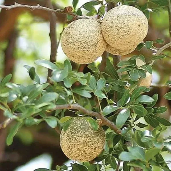 Alltime_Hybrid_Seedless_Wood_Apple_Fruit_Plant