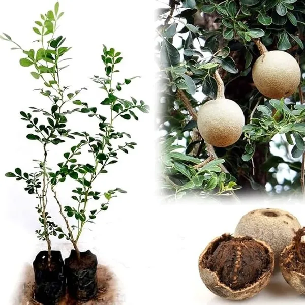 Alltime_Hybrid_Seedless_Wood_Apple_Fruit_Plant