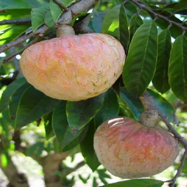 Annona_Reticulata_Ramphal_Grafted_Fruit_Plant