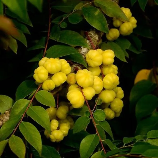 Star_Gooseberry_Amla_Grafted_&_Hybrid_Fruit_Plant