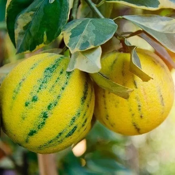 Sweet_Verigated_Malta_Grafted_&_Hybrid_Fruit_Plant