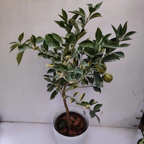 Sweet_Verigated_Malta_Grafted_&_Hybrid_Fruit_Plant