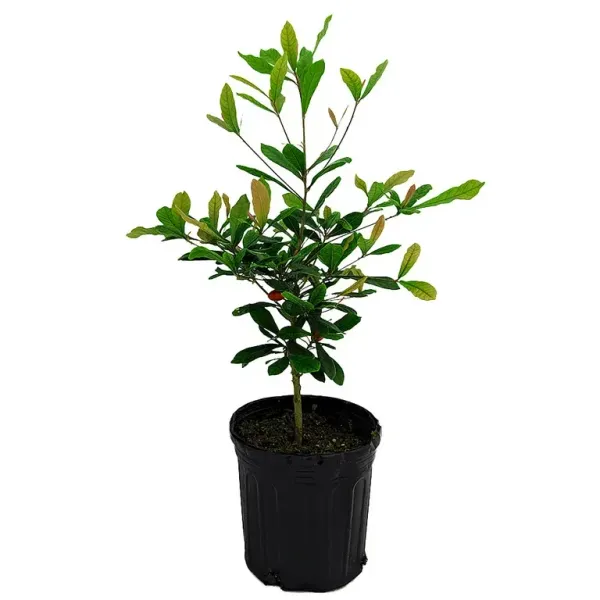 Australian_Lily_Pilly_Berry_Fruit_Plant