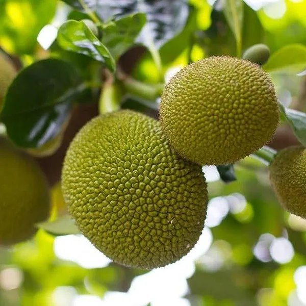 Seedless_Jackfruit_Hybrid_&_Grafted_Fruit_Plant