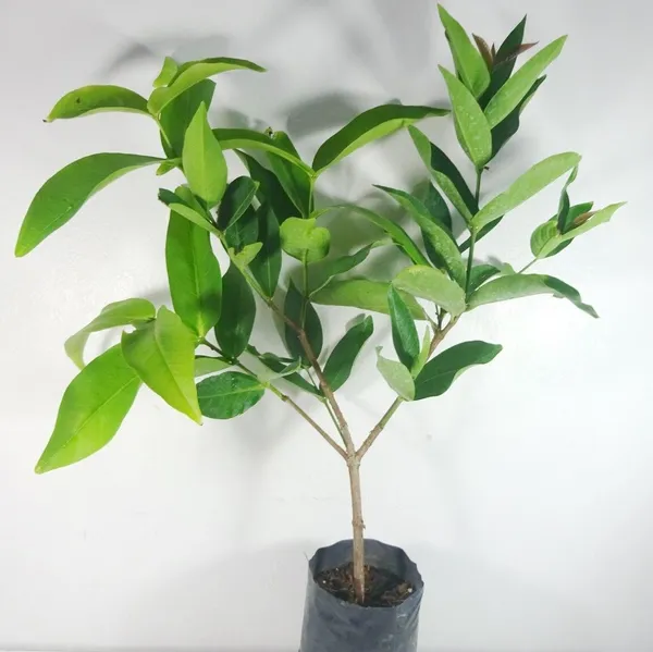 Thai_Varitey_Green_Water_Apple_Fruit_Plant