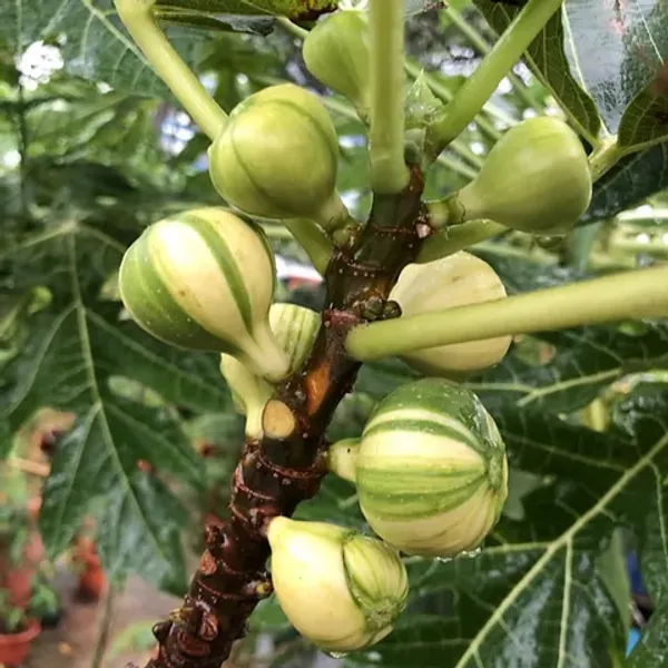 Verigated_Fig_Hybrid_Fruit_Plant