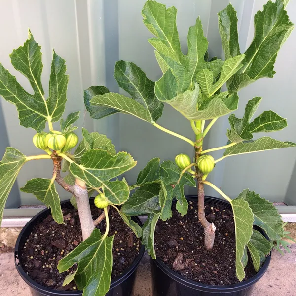 Verigated_Fig_Hybrid_Fruit_Plant