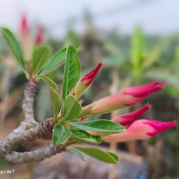 Adenium_Grafted_Flower_Plant_(6_Years_Old_Codex)