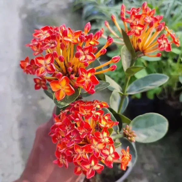 Thailand_Varitey_Ixora_Flower_Plant