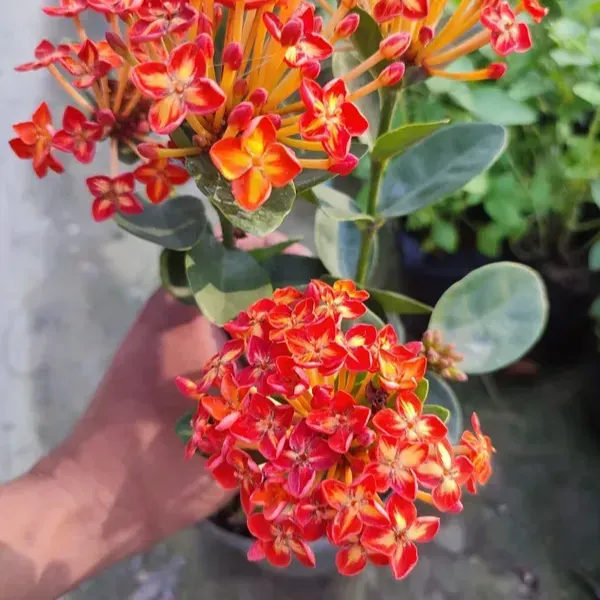 Thailand_Varitey_Ixora_Flower_Plant