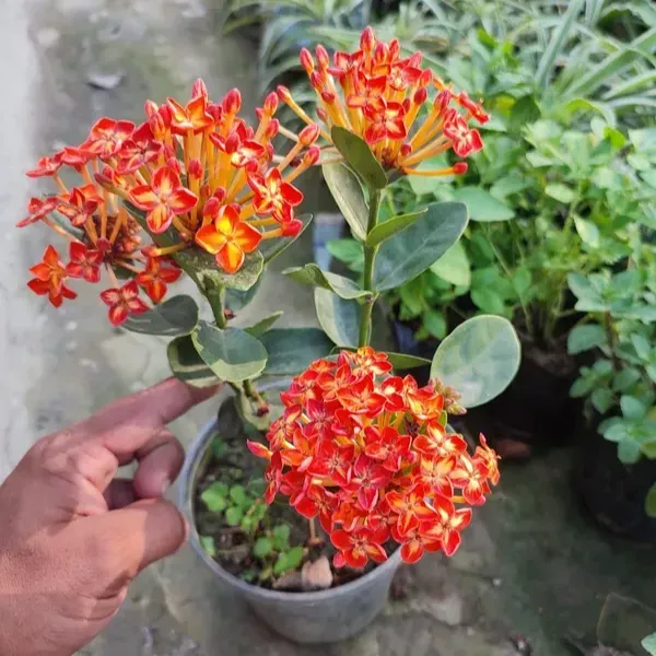 Thailand_Varitey_Ixora_Flower_Plant