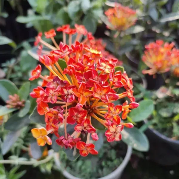 Thailand_Varitey_Ixora_Flower_Plant