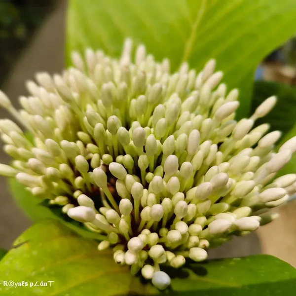 Thai_Varitey_Super_Early_Ixora_Flower_Plant_White