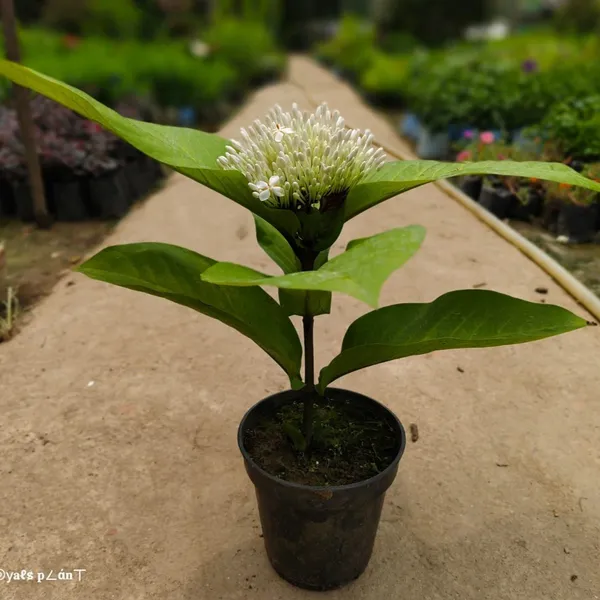Thai_Varitey_Super_Early_Ixora_Flower_Plant_White