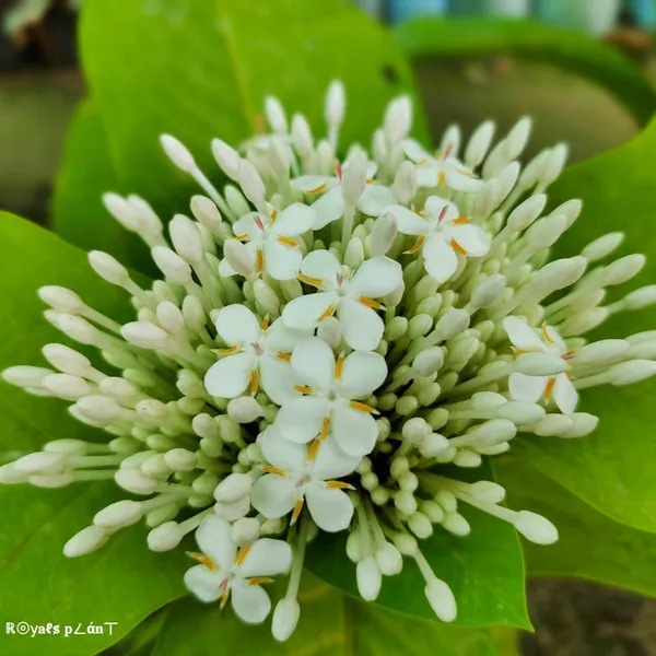 Thai_Varitey_Super_Early_Ixora_Flower_Plant_White