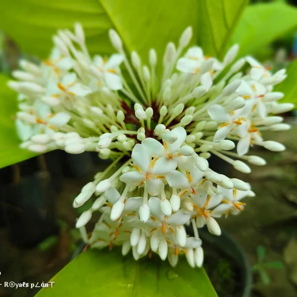Thai_Varitey_Super_Early_Ixora_Flower_Plant_White