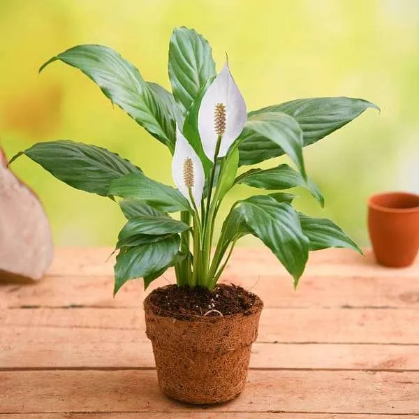 Peace_Lily_Flower_Plant_White