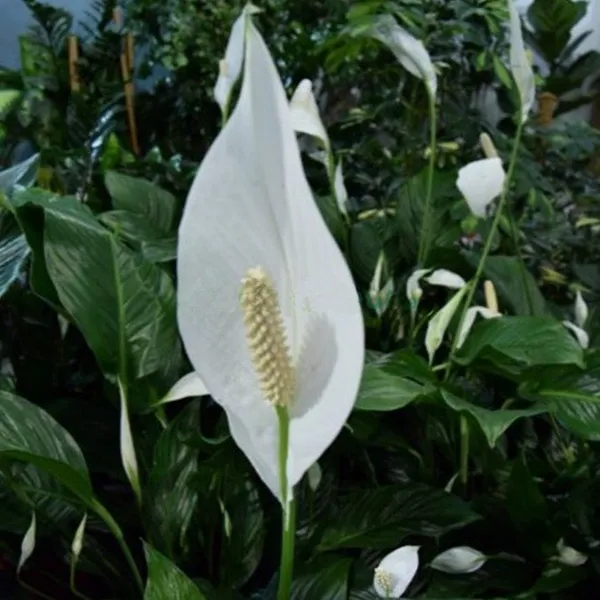 Peace_Lily_Flower_Plant_White