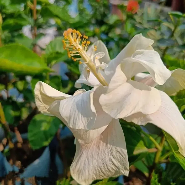 Australian_Thoka_Varitey_Hibiscus_Flower_Plant_White