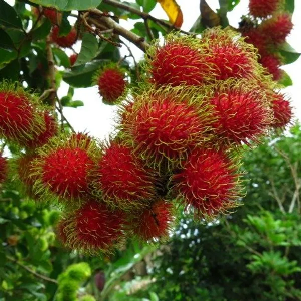 Rambutan_N-18_Grafted_&_Hybrid_Fruit_Plant