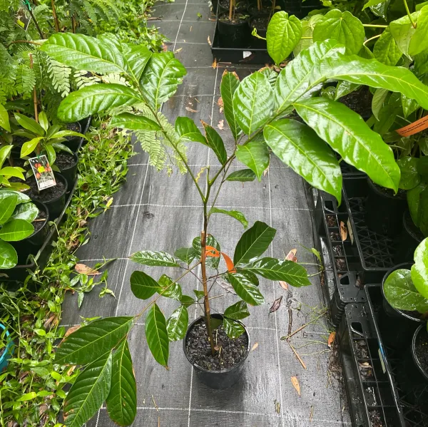 Rambutan_N-18_Grafted_&_Hybrid_Fruit_Plant