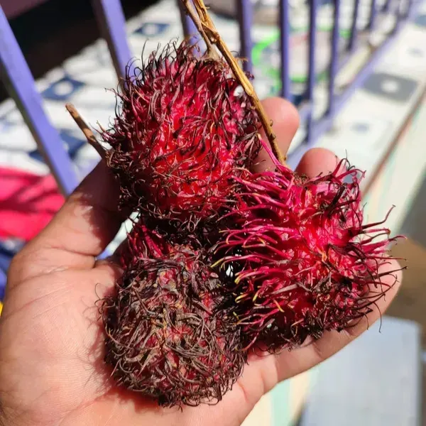Rambutan_N-18_Grafted_&_Hybrid_Fruit_Plant