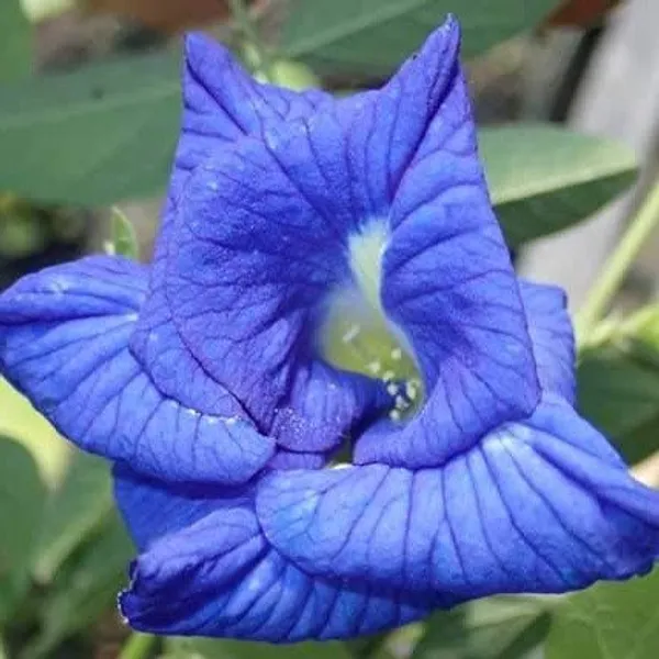 Double_Petal_Aparajita_Flower_Plant_Blue