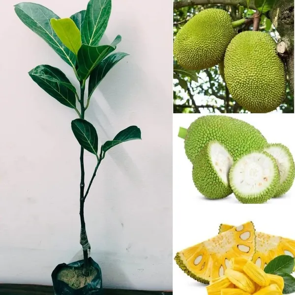 Gumless_Jackfruit_Grafted_&_Hybrid_Fruit_Plant