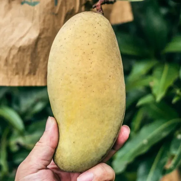 Vietnam_Alltime_Mango_|_Grafted_Fruit_Plant