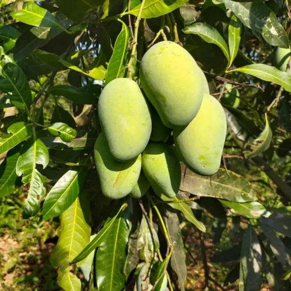 Thai_All_Time_Baramasi_Mango_Grafted_Fruit_Plant