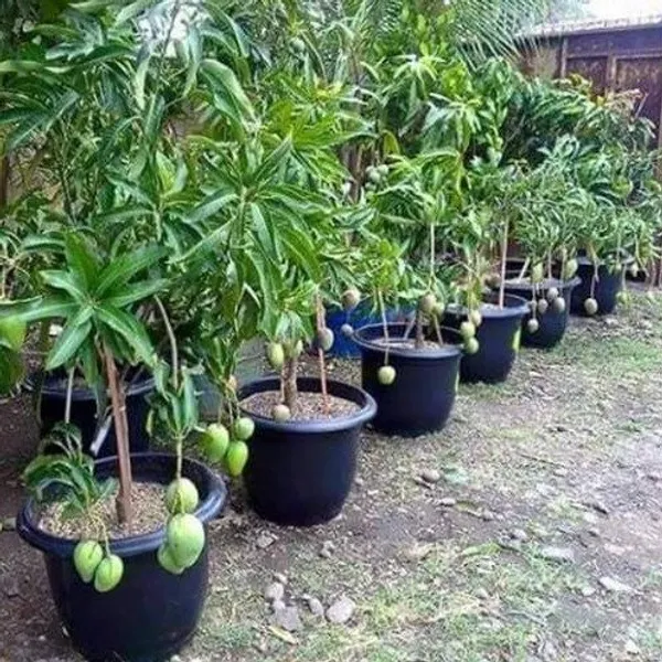 Thai_All_Time_Baramasi_Mango_Grafted_Fruit_Plant