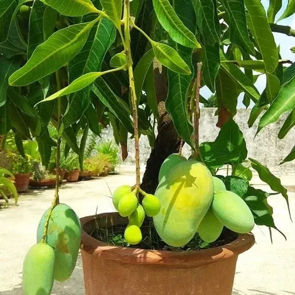 Thai_All_Time_Baramasi_Mango_Grafted_Fruit_Plant