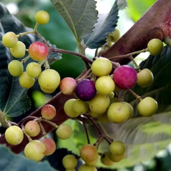 Thai_Varitey_Phalsa_Hybrid_Fruit_Plant