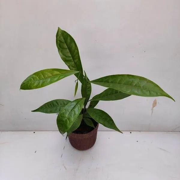 Artabotrys_Hexapetalus_Green_Champa_Flower_Plant