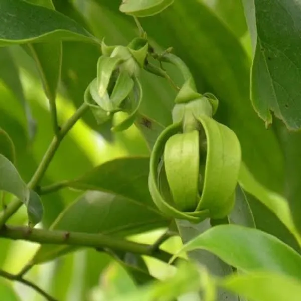 Artabotrys_Hexapetalus_Green_Champa_Flower_Plant