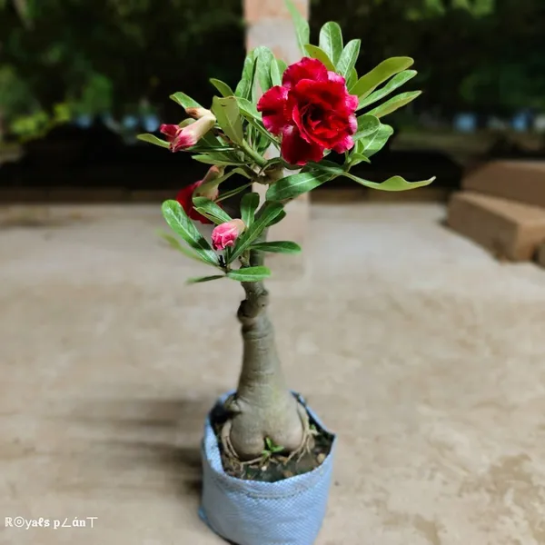 Rosey_Adenium_Grafted_Flower_Plant_Red