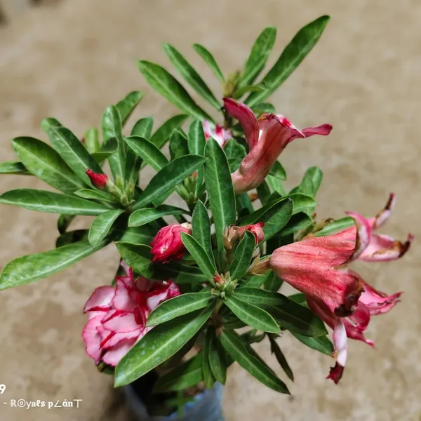 Delight_Adenium_Grafted_Flower_Plant