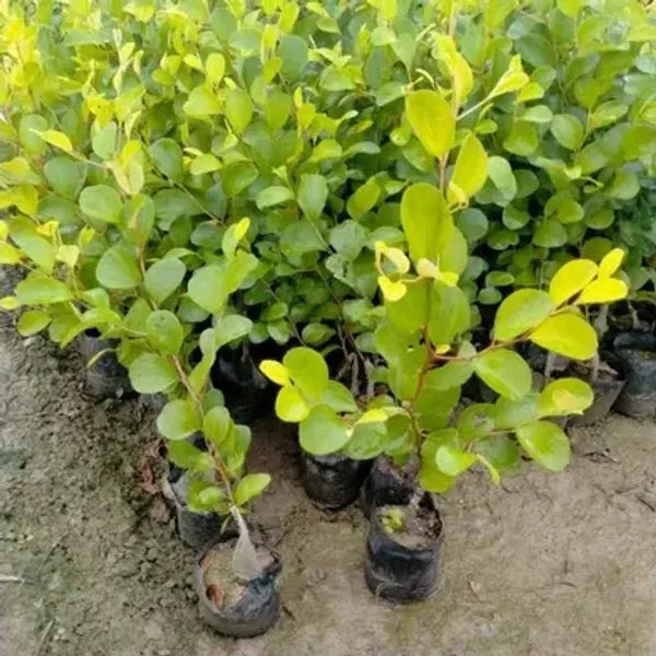 Ball_Sundari_Apple_Ber_Grafted_Fruit_Plant