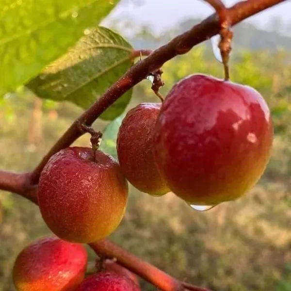 Ball_Sundari_Apple_Ber_Grafted_Fruit_Plant