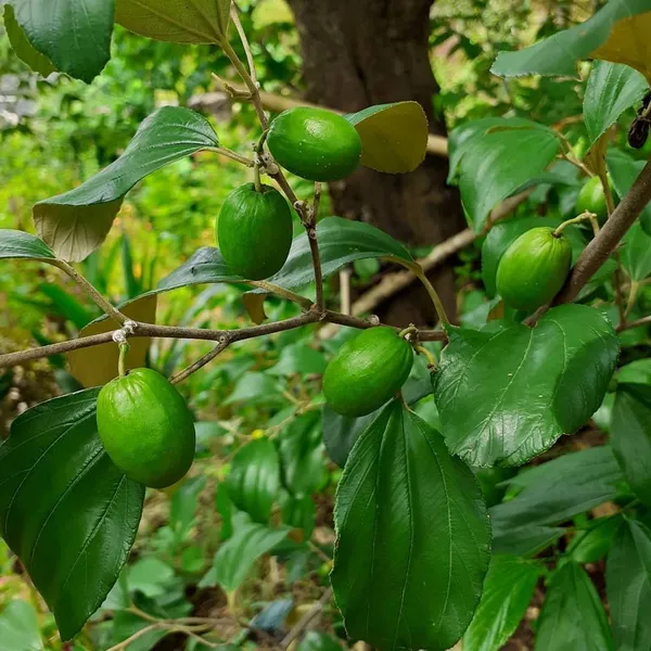 Coconut_Apple_Ber_Grafted_&_Hybrid_Fruit_Plant