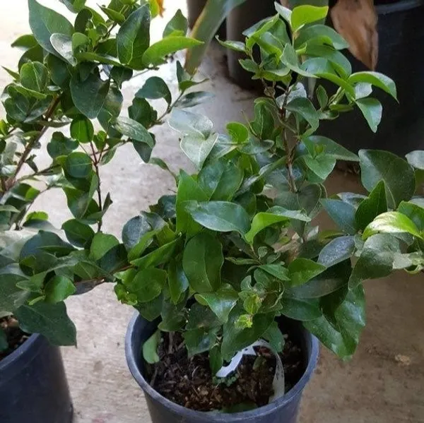 Manila_Ball_Cherry_Grafted_Fruit_Plant