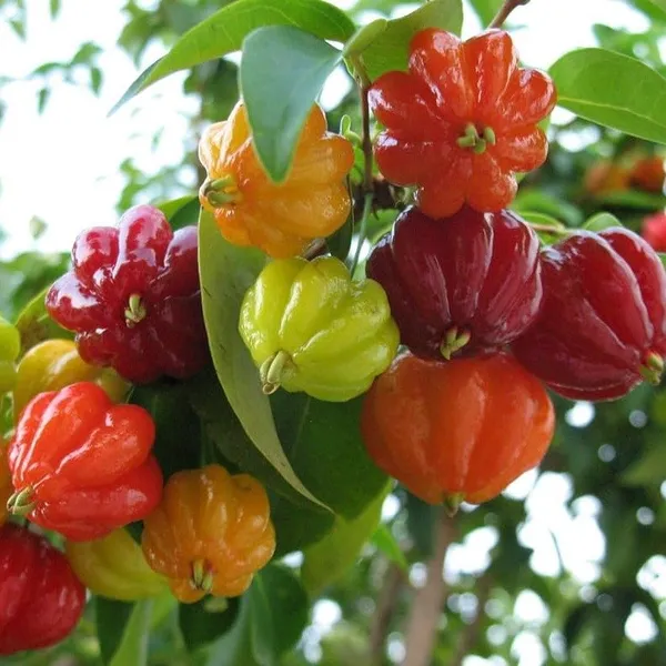 Red_Surinam_Cherry_Fruit_Plant