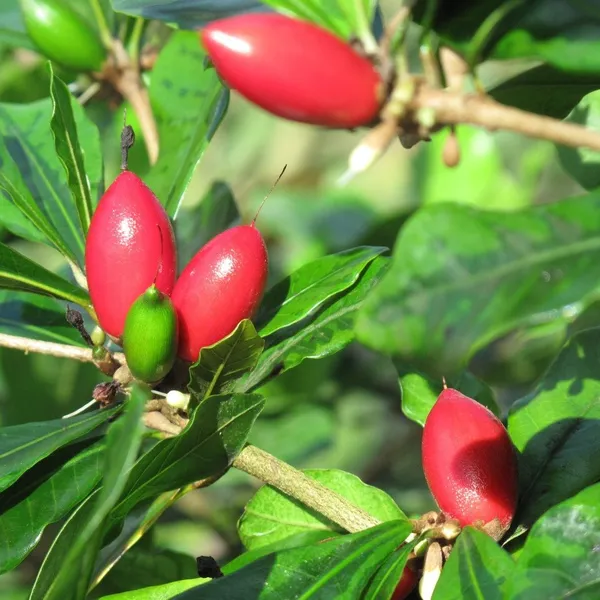Miracle_Berry_Cherry_Grafted_Fruit_Plant