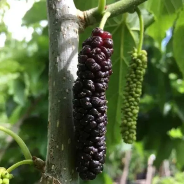 Brazalian_Hybrid_Mulberry_Fruit_Plant