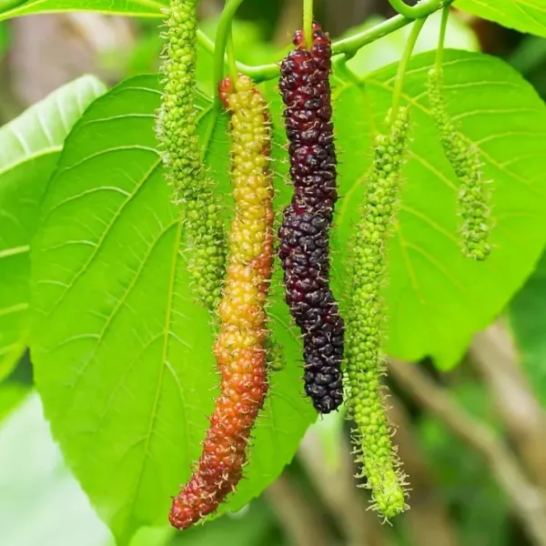 Brazalian_Hybrid_Mulberry_Fruit_Plant