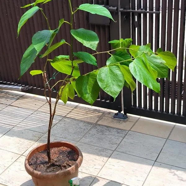 Brazalian_Hybrid_Mulberry_Fruit_Plant