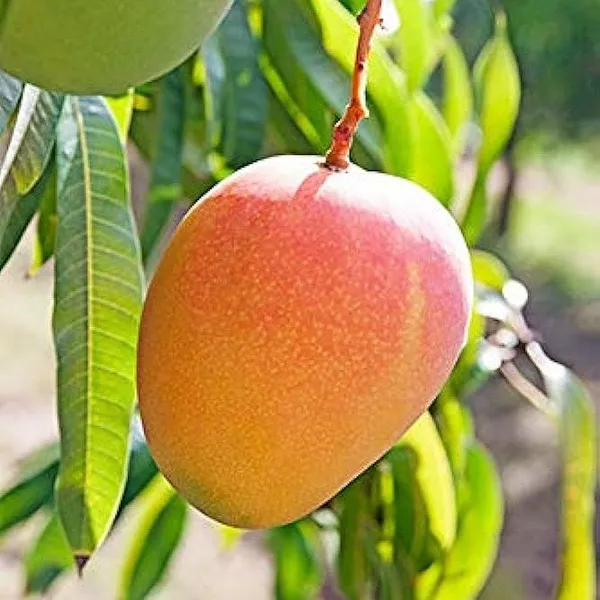 R2E2_Australian_Grafted_Mango_Fruit_Plant_Red