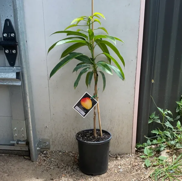 R2E2_Australian_Grafted_Mango_Fruit_Plant_Red