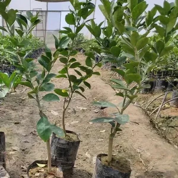 Bari-2_Malta_Grafted_&_Hybrid_Fruit_Plant