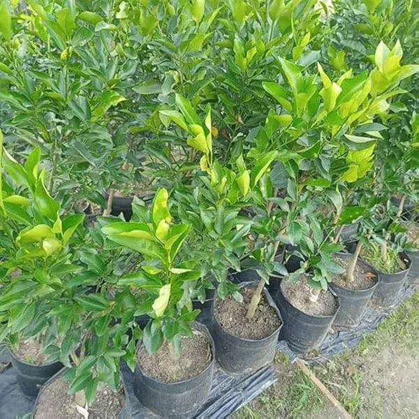 Pakistani_Malta_Grafted_&_Hybrid_Fruit_Plant